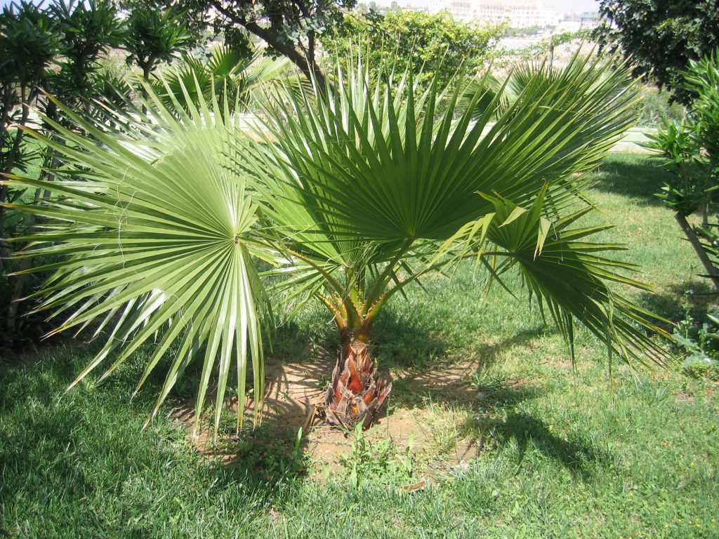 saw palmetto håravfall